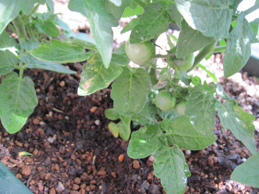 tomato-07-11-2.jpg